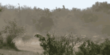 Wildebeest Crossing GIF
