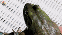 a close up of a green frog with the word show on the bottom left
