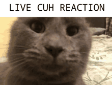 Catcuhreaction Catreaction GIF - Catcuhreaction Catreaction GIFs