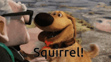 Up Distracted GIF - Up Distracted Squirrel GIFs