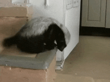 Honey Badger Cub Fall GIF - Honey Badger Cub Fall Oops GIFs