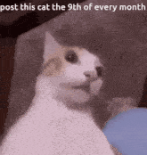 Meme Post This Cat X Of Every Month GIF - Meme Post This Cat X Of Every Month Silly Cat GIFs