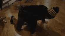 Fontaine Francis Higgins GIF
