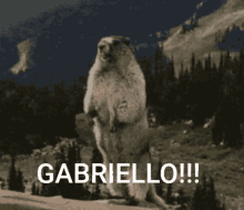 Gabriello Taylorxadele GIF - Gabriello Taylorxadele GIFs
