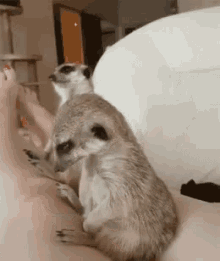 ฝันดี GIF - Good Night Meerkat Sleepy GIFs