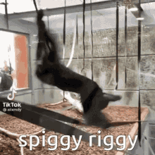 Shiggy Wiggy Gibbon GIF - Shiggy Wiggy Gibbon Spinning GIFs