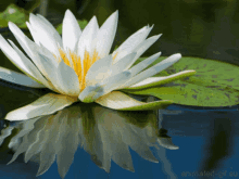 Flower5 Lotus5 GIF