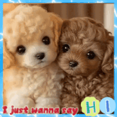 a picture of two puppies with the words " i just wanna say hi "