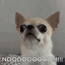 a chihuahua dog with a surprised look on its face and the words nooo on the bottom .