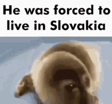 a picture of a dog with the words he was forced to live in slovakia