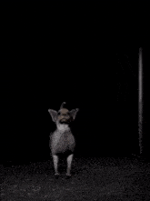 a small dog standing in front of a lion in the dark