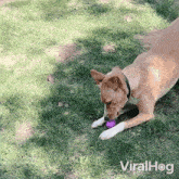 Cracking The Egg Viralhog GIF - Cracking The Egg Viralhog Playing Dog GIFs