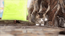 Tumble Kitten GIF - Cat Kitten Tumble GIFs