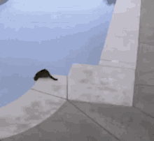 Cats Cats Of The Internet GIF