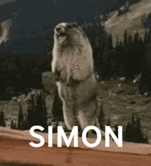 Simon Yell GIF - Simon Yell Scream Animals GIFs