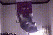 Cat In A Box GIF - Cat In A Box GIFs