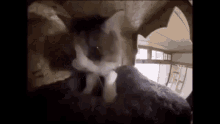Cat Bed GIF - Cat Bed Patting GIFs