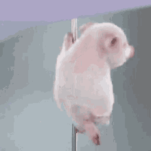 Porquinho Polidance GIF - Porquinho Polidance GIFs