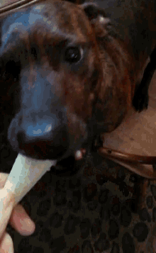 Dog Eating Ice Cream GIF