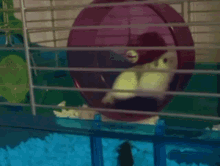 Hamster Excerise GIF - Hamster Excerise Fail GIFs