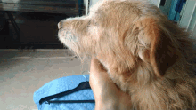 Scratch Head Dog GIF - Scratch Head Dog Puppy GIFs