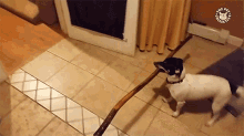 dog stick funny animals cant get through door