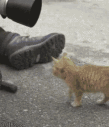 Kitten Curious GIF - Kitten Curious Cameraman GIFs