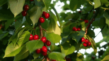 Coffee Cherry GIF - Coffee Cherry Nature GIFs