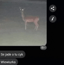 a picture of a deer with a caption that says se jade a tu cyk wiewiurka