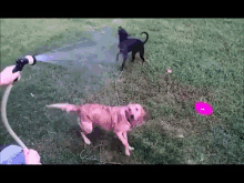 Hungry For Water GIF