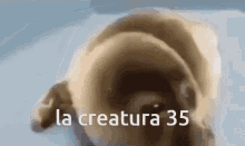La Creatura La Creatura35 GIF - La Creatura La Creatura35 GIFs