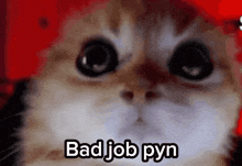 a close up of a cat 's face with the words bad job pyn below it