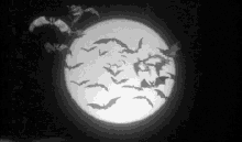Moon Bats GIF - Moon Bats Night GIFs