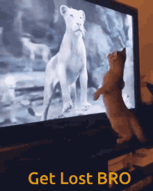 animal movie cat dog reyel
