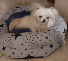 a small white dog is laying in a dog bed with blue stars