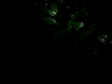 a close up of a green leaf in the dark