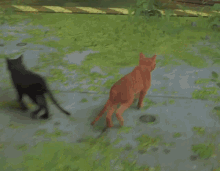 Strat Cat Game GIF