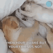are you awake wake up dog