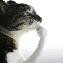 a black and white cat is holding a white mug in its mouth .