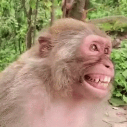monkey laughing