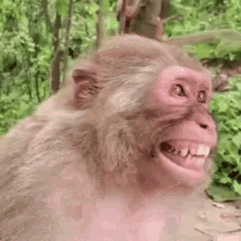 monkey laugh