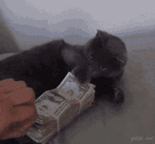 Cat Money GIF - Cat Money GIFs