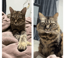 Two Cats GIF - Two Cats GIFs