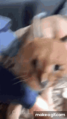 Cat Hissing GIF - Cat Hissing Denas GIFs
