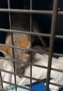 a cat is laying in a cage with a blue blanket