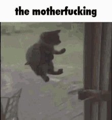 Cat The Motherfucking GIF - Cat The Motherfucking Mfing GIFs