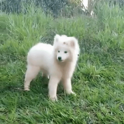 Dog Cute GIF - Dog Cute White Dog - Discover & Share GIFs