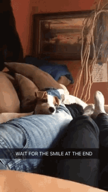 Funny Animals Wait For The Smile At The End GIF - Funny Animals Wait For The Smile At The End Dog GIFs