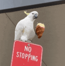 Cockatoo Stop Sign Crossiant GIF - Cockatoo Stop Sign Crossiant GIFs