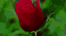 Flower Love GIF - Flower Love Rose GIFs